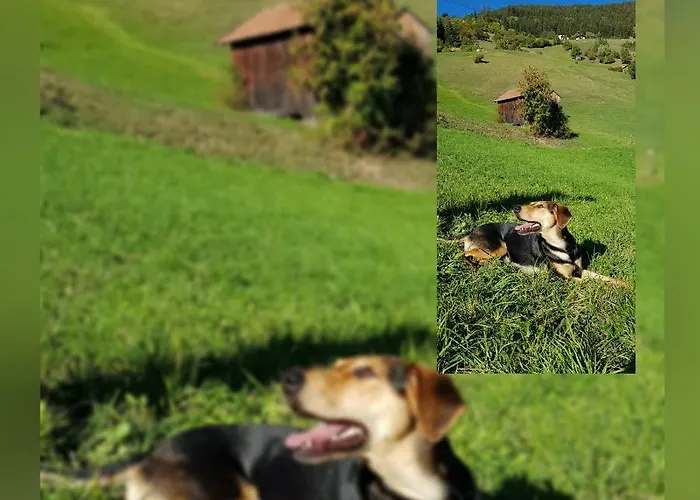 Haus Wieder 아파트